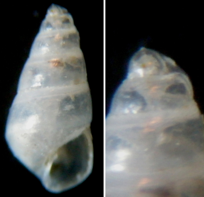 Odostomia imponderabilior?